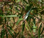 Salix mucronata subsp. subserrata