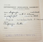 Myrica microbracteata