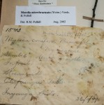 Myrica microbracteata