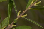 Myrica serrata