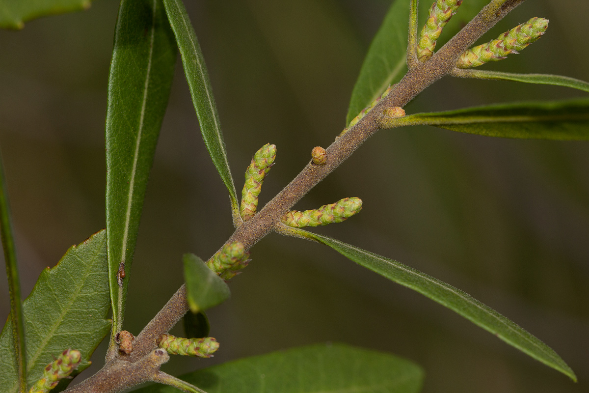 Myrica serrata Myrica serrata