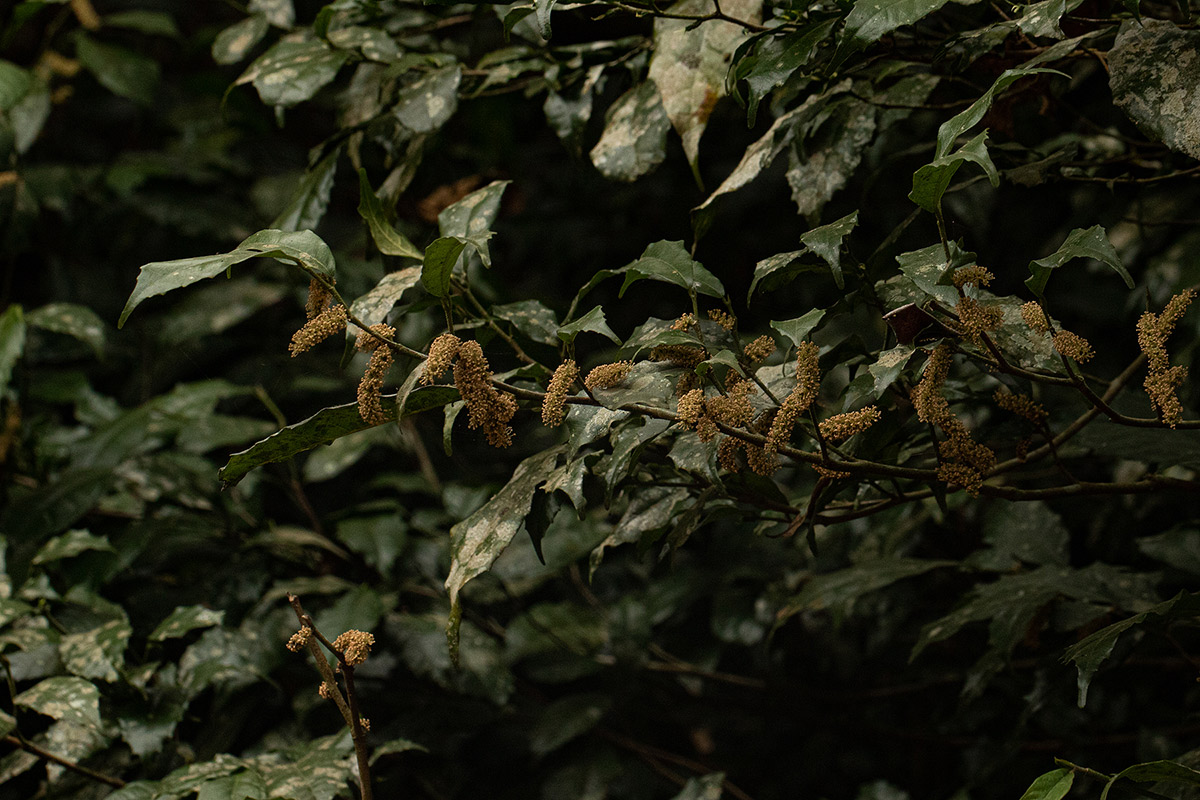 Streblus usambarensis