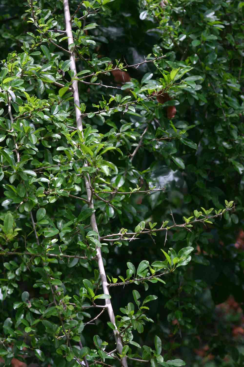 Maclura africana