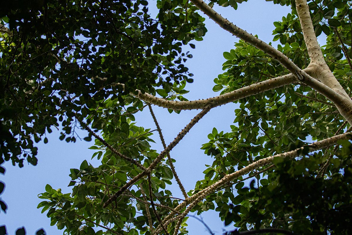 Ficus bubu