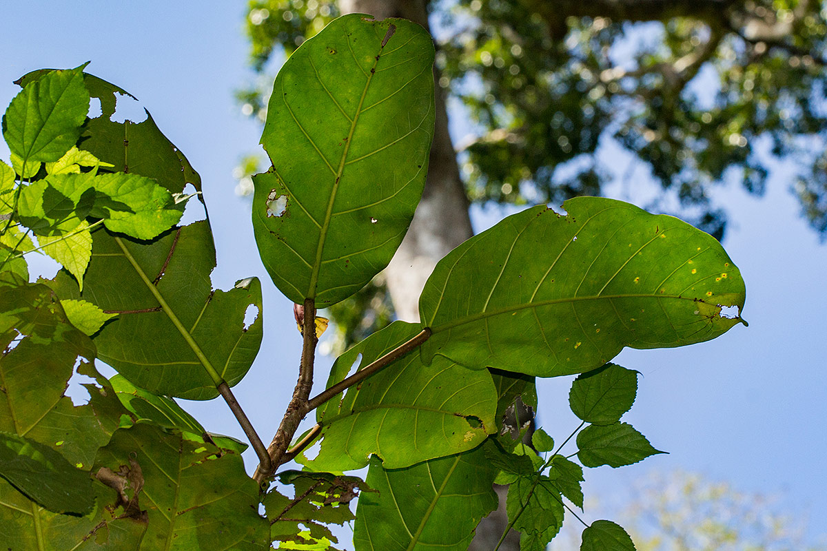 Ficus bubu