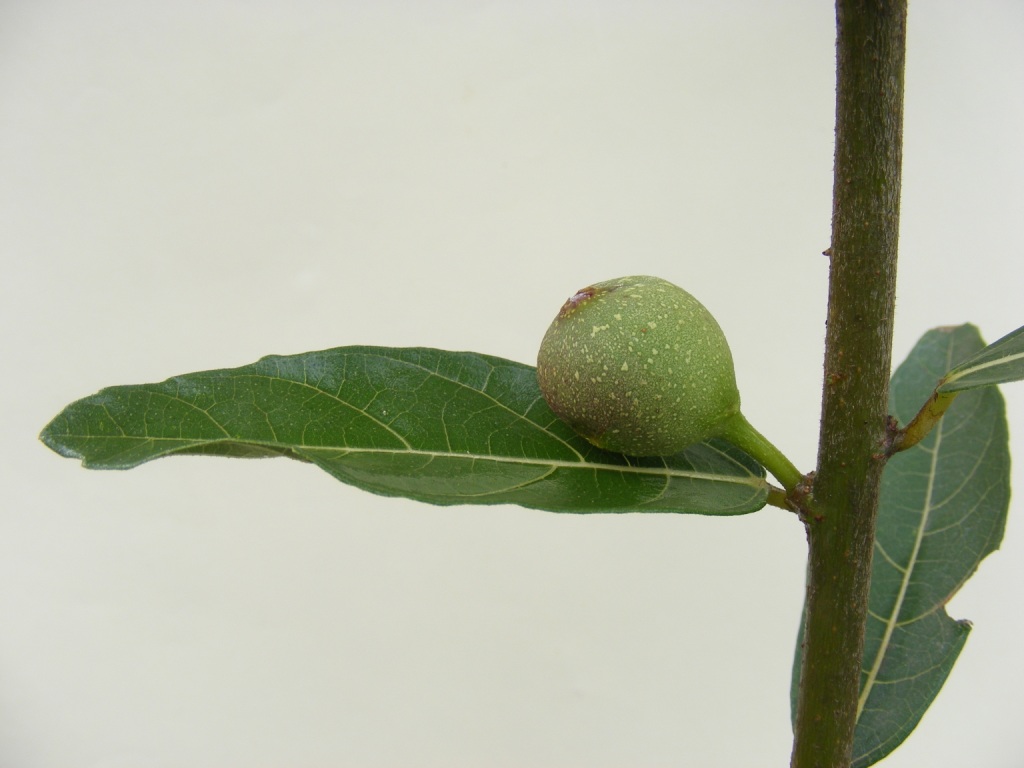 Ficus capreifolia