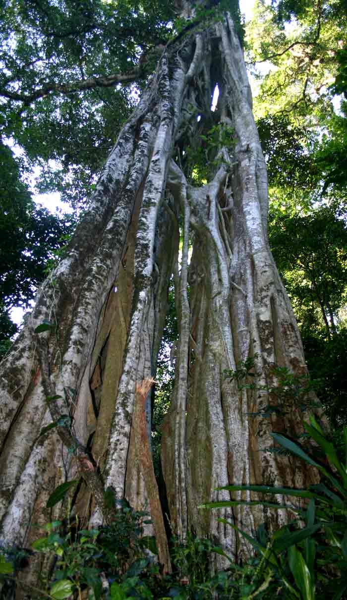 Ficus chirindensis