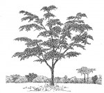 Ficus fischeri