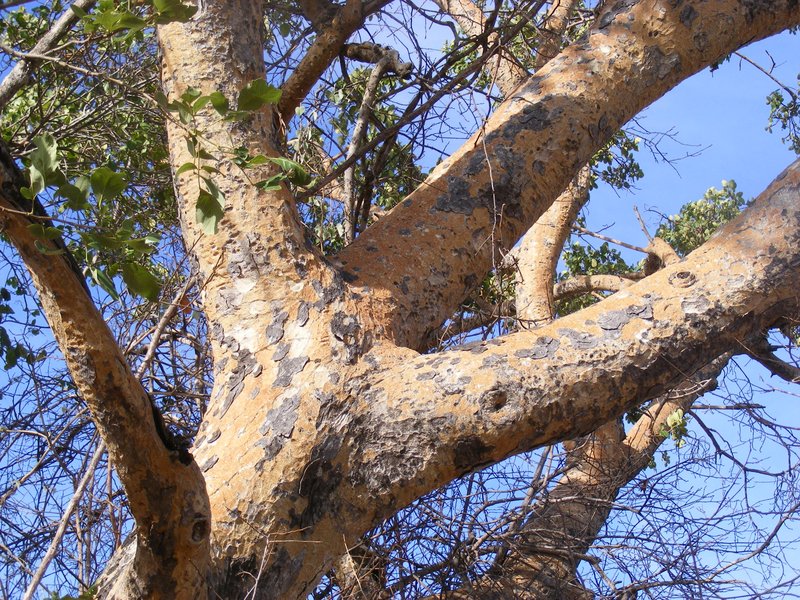Ficus glumosa