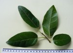 Ficus ingens