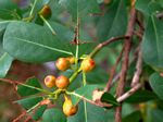 Ficus natalensis subsp. graniticola