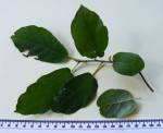 Ficus nigropunctata