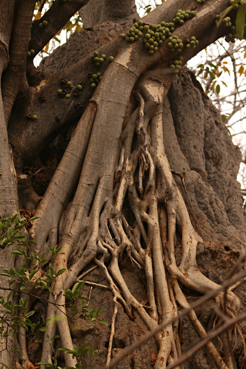 Ficus sansibarica subsp. sansibarica