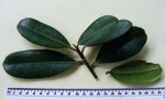 Ficus scassellatii subsp. scassellatii