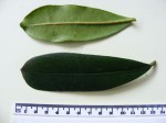 Ficus scassellatii subsp. scassellatii