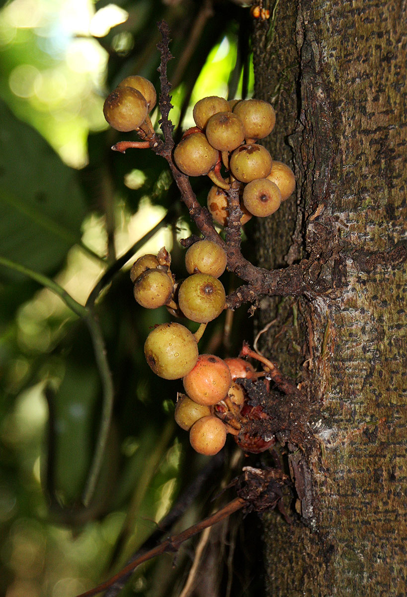 Ficus sur