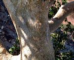 Ficus tettensis