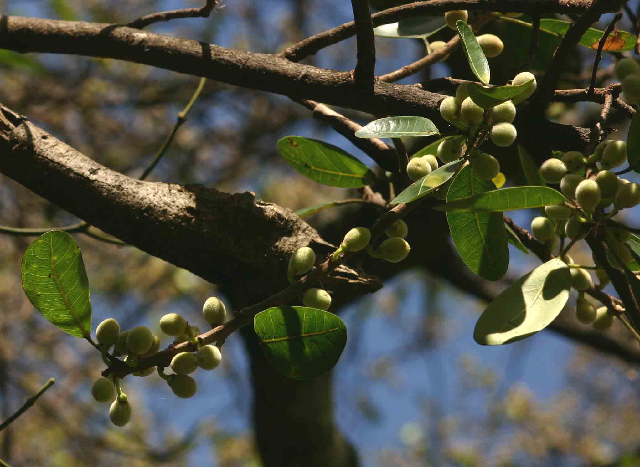 Ficus burkei