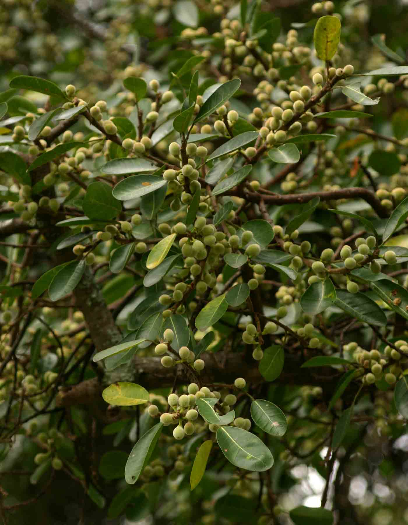 Ficus burkei