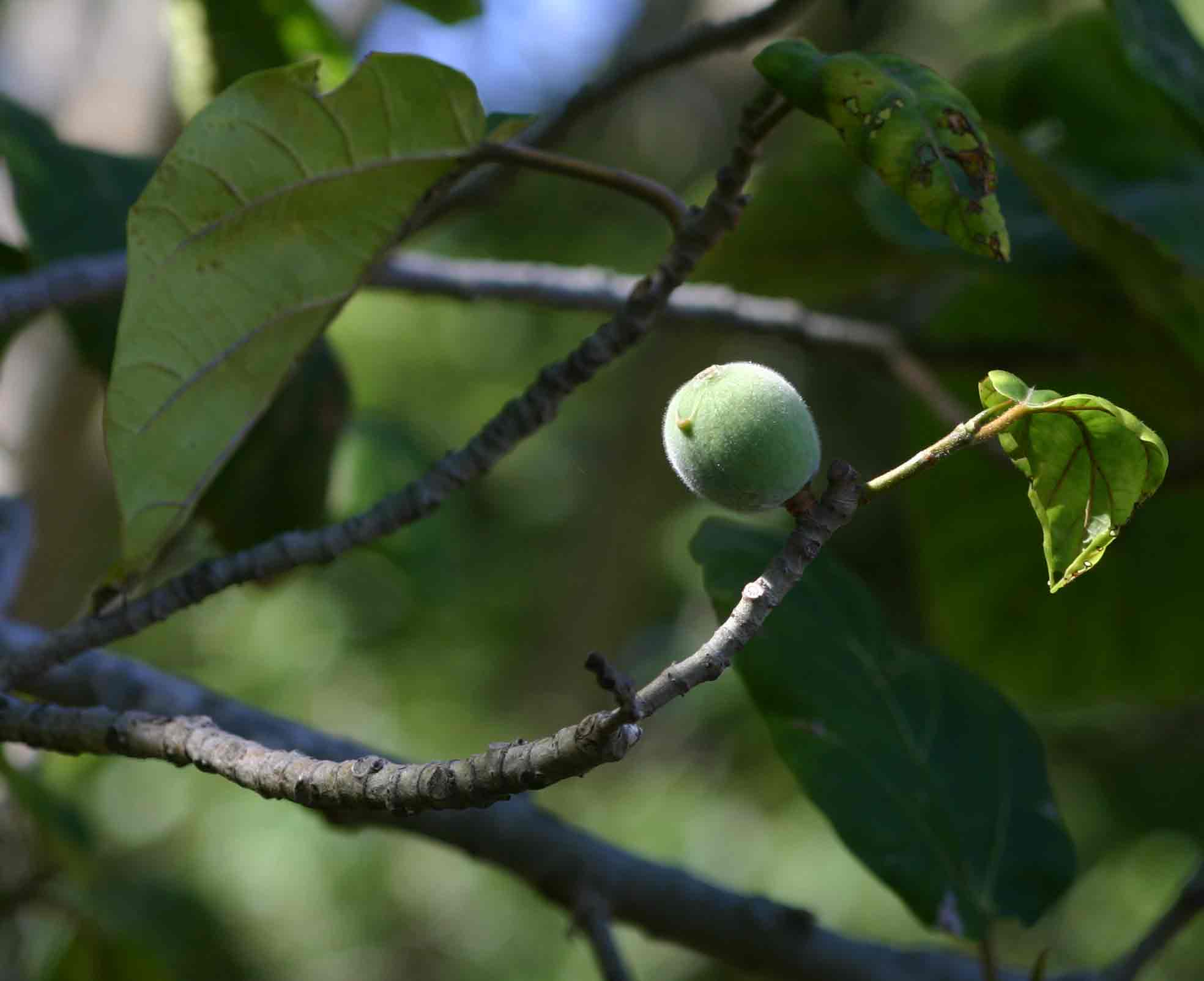 Ficus vallis-choudae