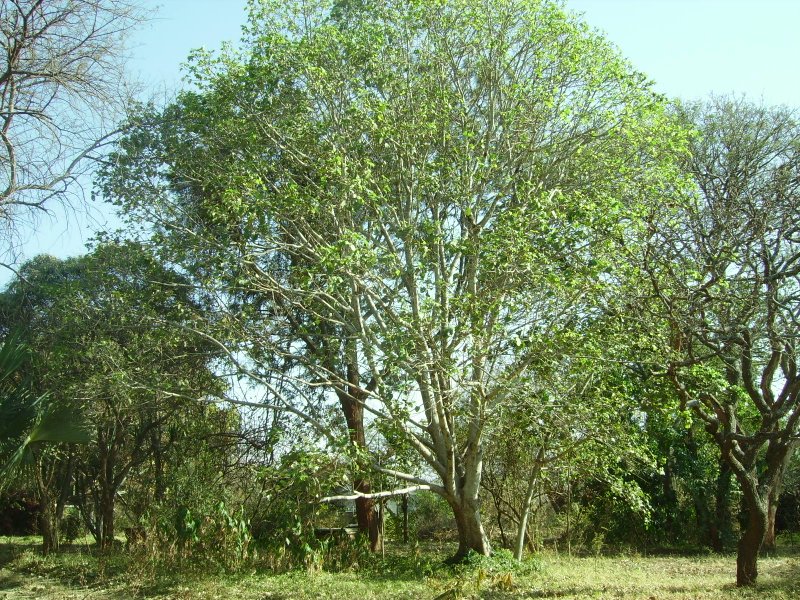 Ficus vallis-choudae