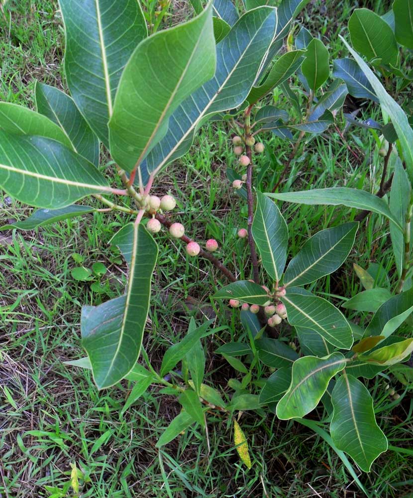 Ficus verruculosa