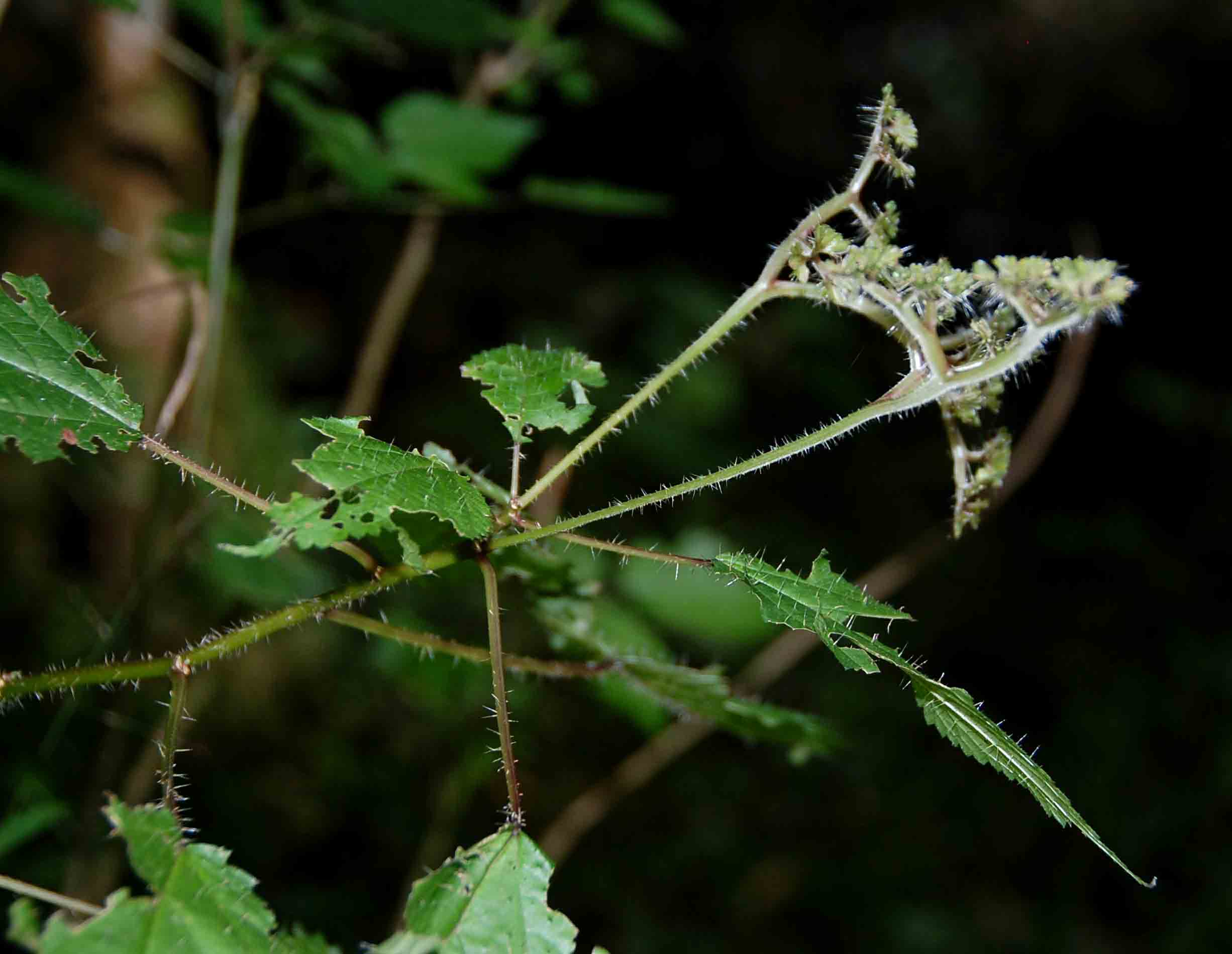 Laportea peduncularis subsp. peduncularis