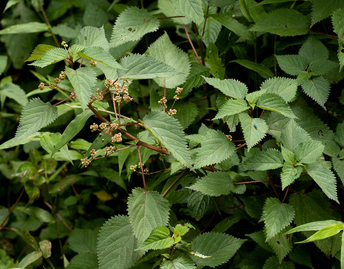 Laportea peduncularis subsp. peduncularis