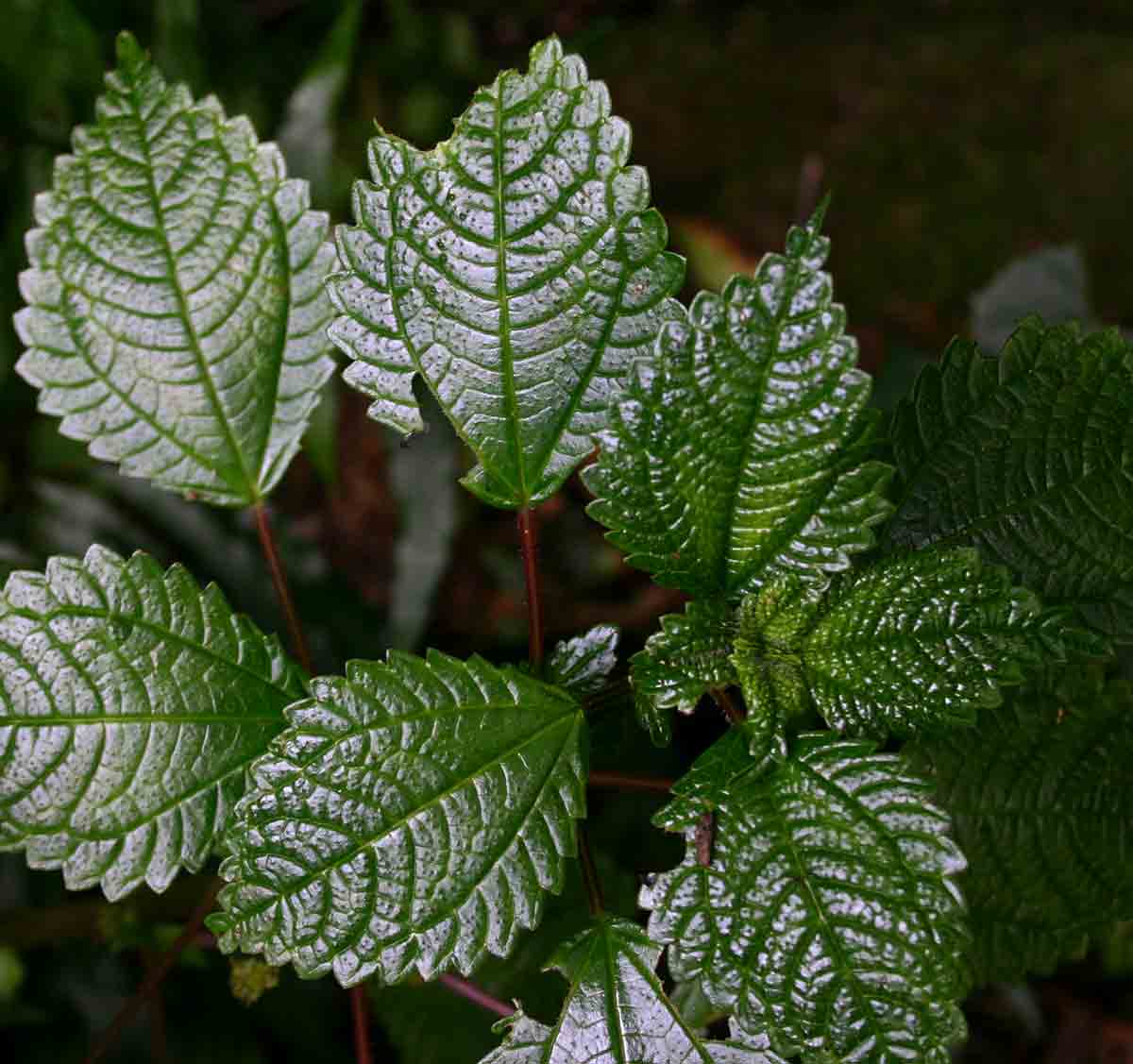 Pilea johnstonii subsp. johnstonii