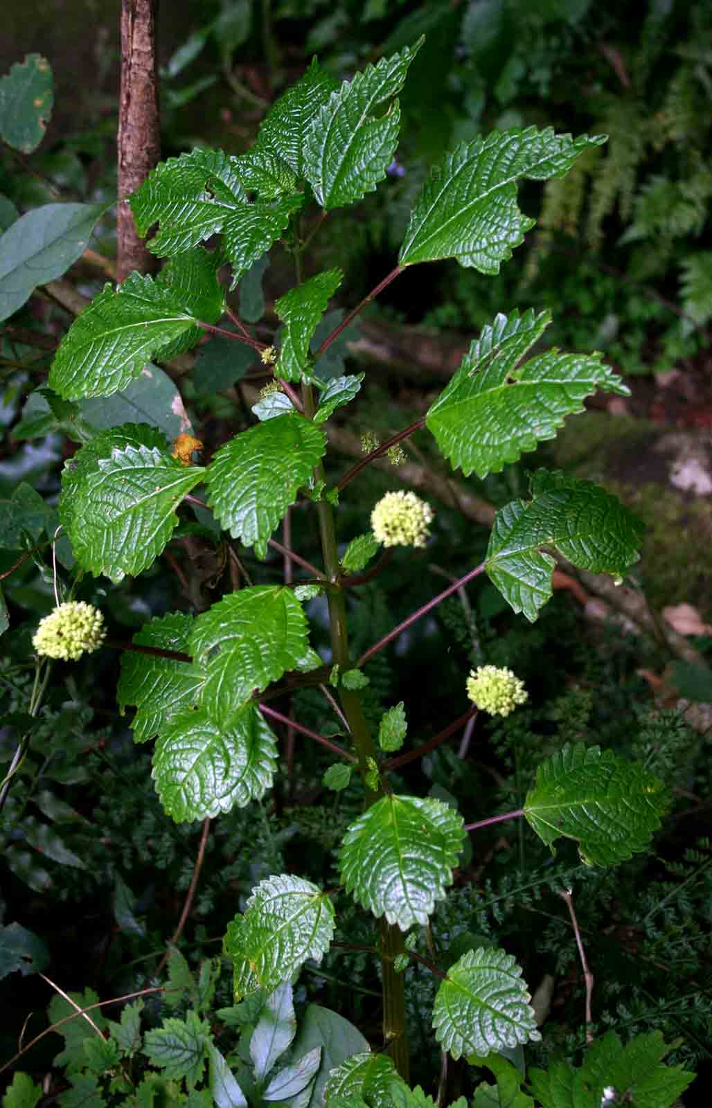 Pilea johnstonii subsp. johnstonii