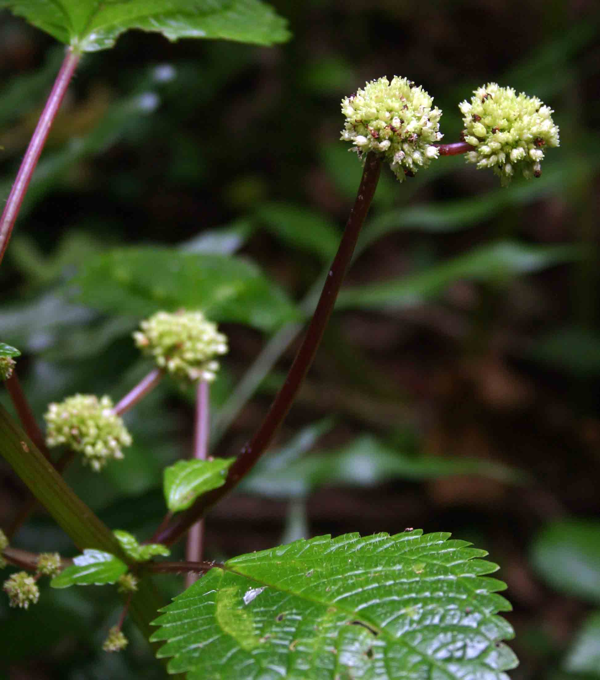 Pilea johnstonii subsp. johnstonii