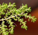 Pilea microphylla