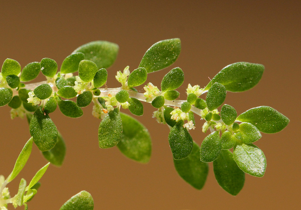 Pilea microphylla Pilea microphylla
