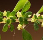 Pilea microphylla