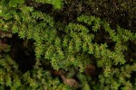 Pilea microphylla