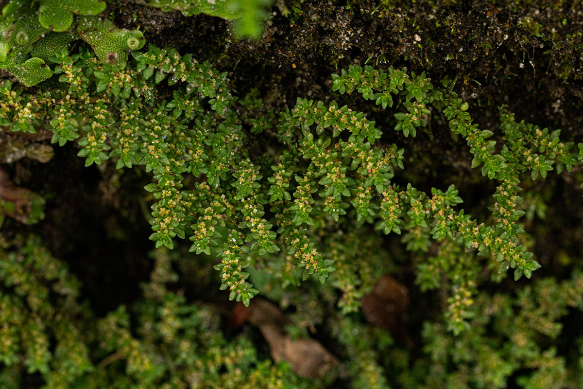 Pilea microphylla Pilea microphylla