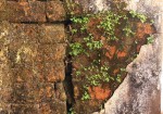 Pilea microphylla