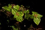 Pilea tetraphylla