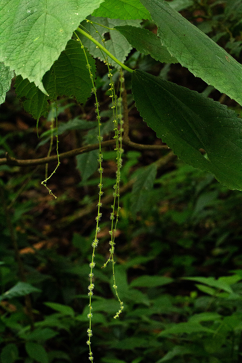 Boehmeria macrophylla