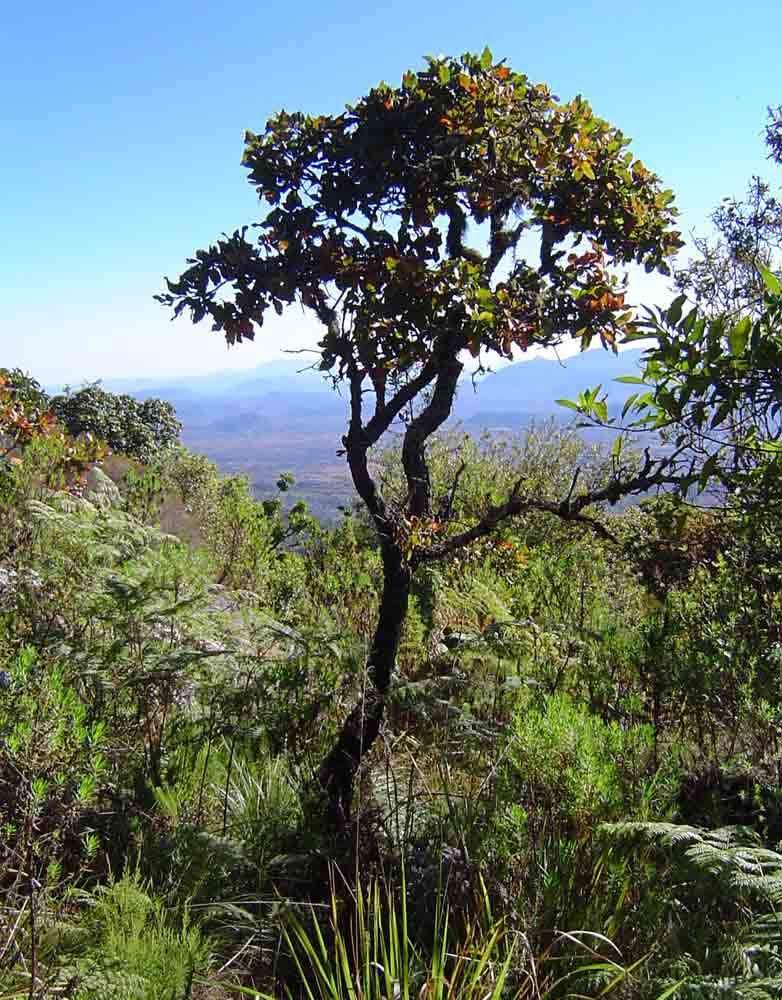 Faurea rochetiana Faurea rochetiana