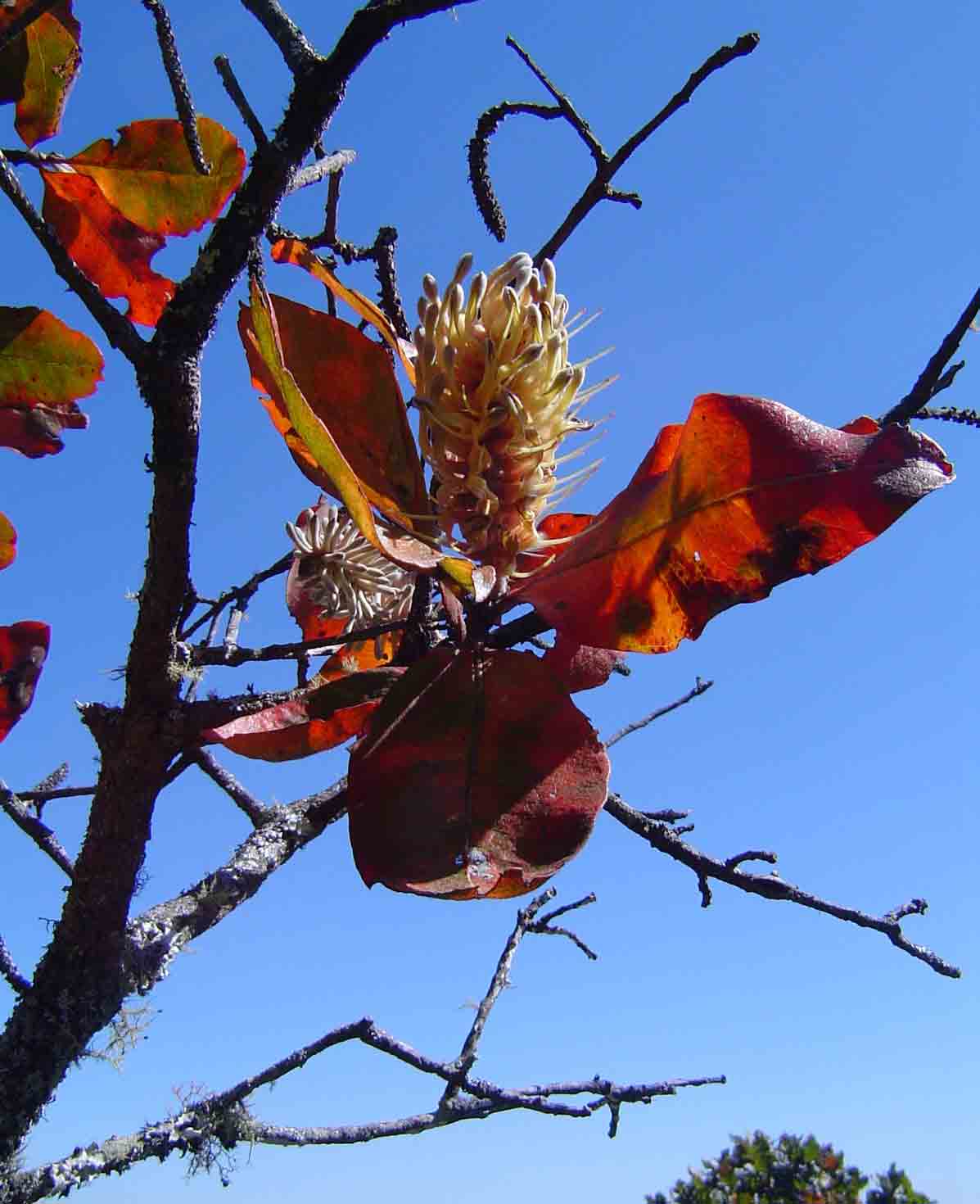 Faurea rochetiana Faurea rochetiana