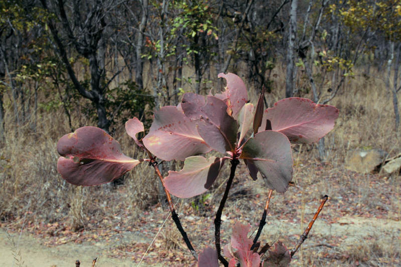 Protea angolensis var. divaricata
