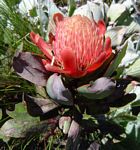 Protea asymmetrica