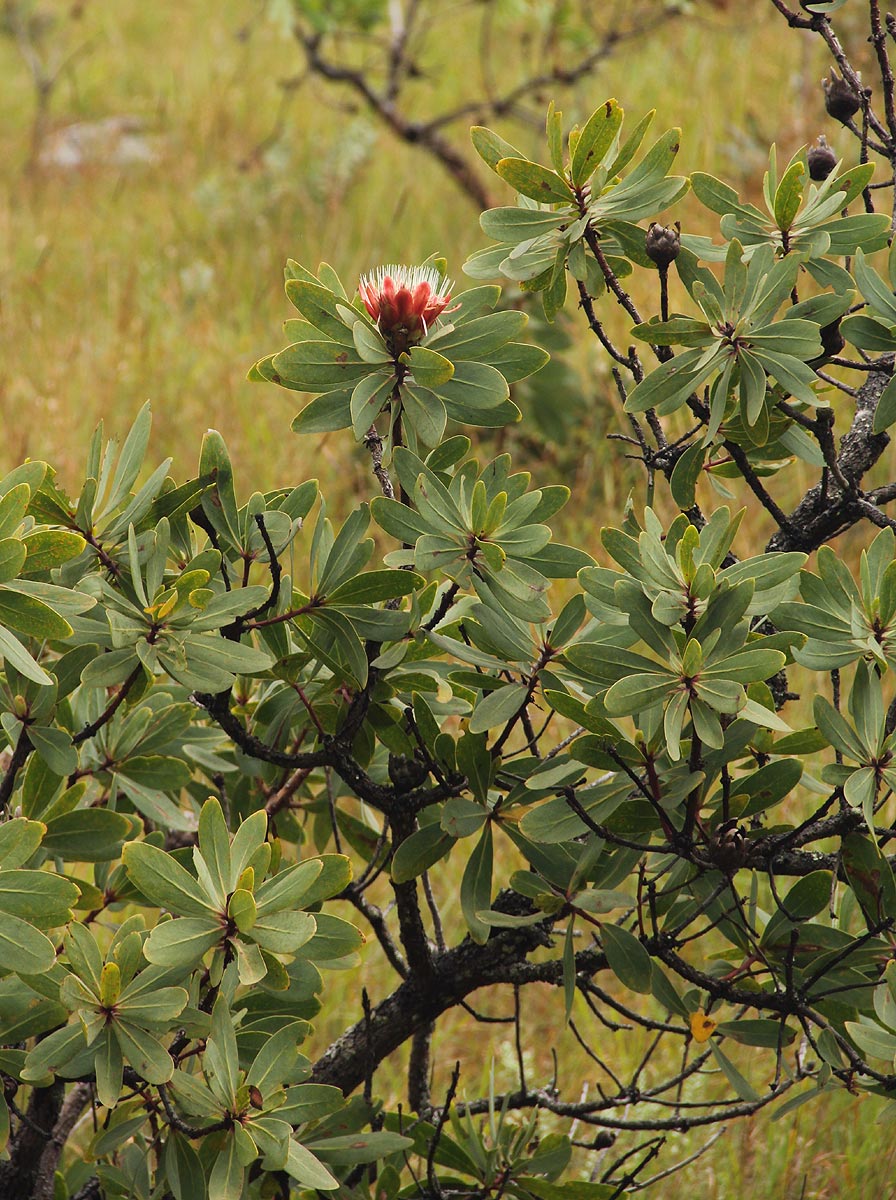 Protea afra subsp. gazensis