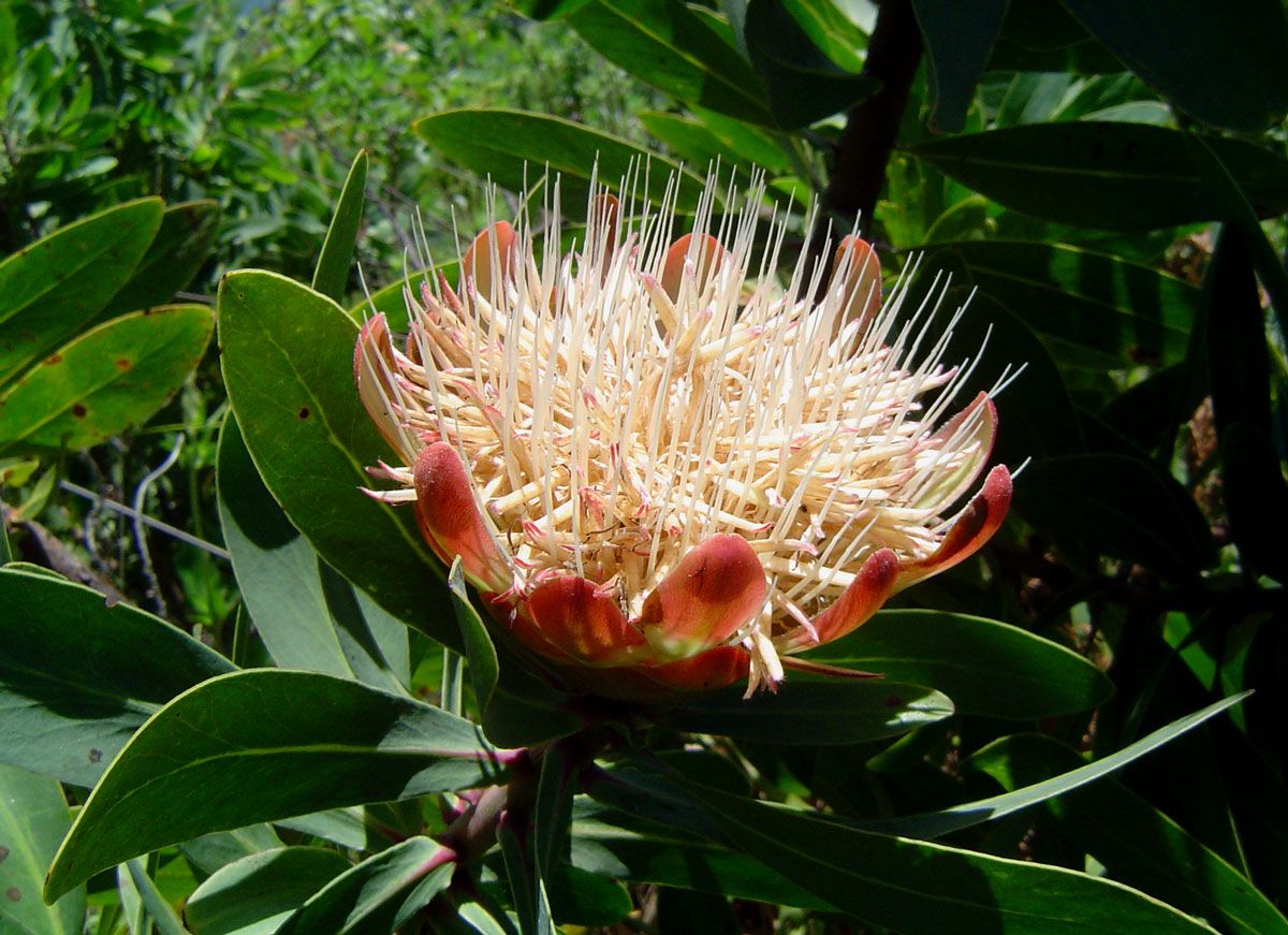 Protea caffra subsp. gazensis