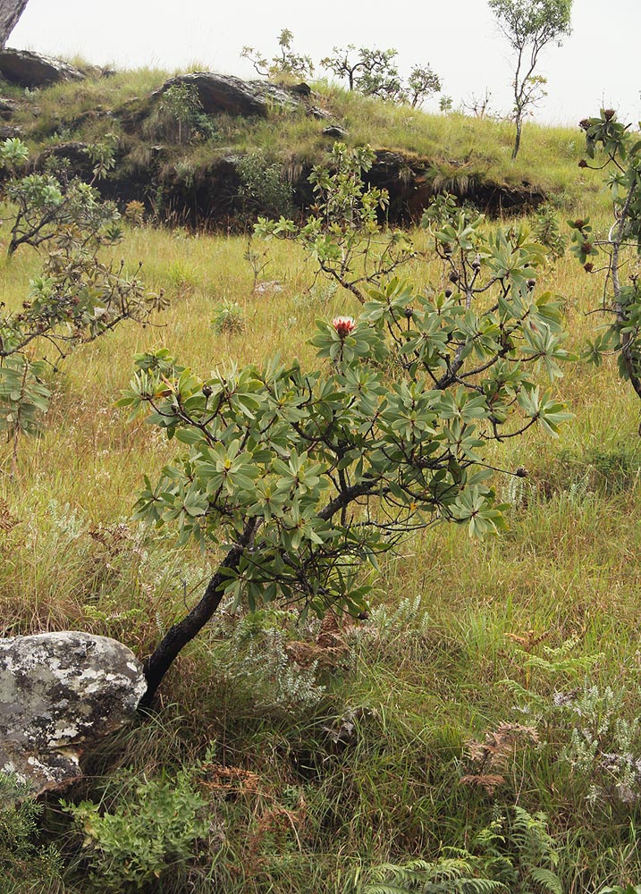 Protea afra subsp. gazensis
