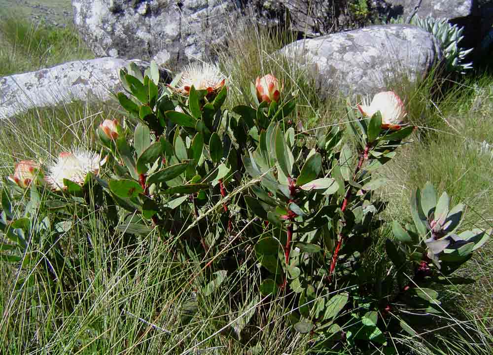 Protea dracomontana