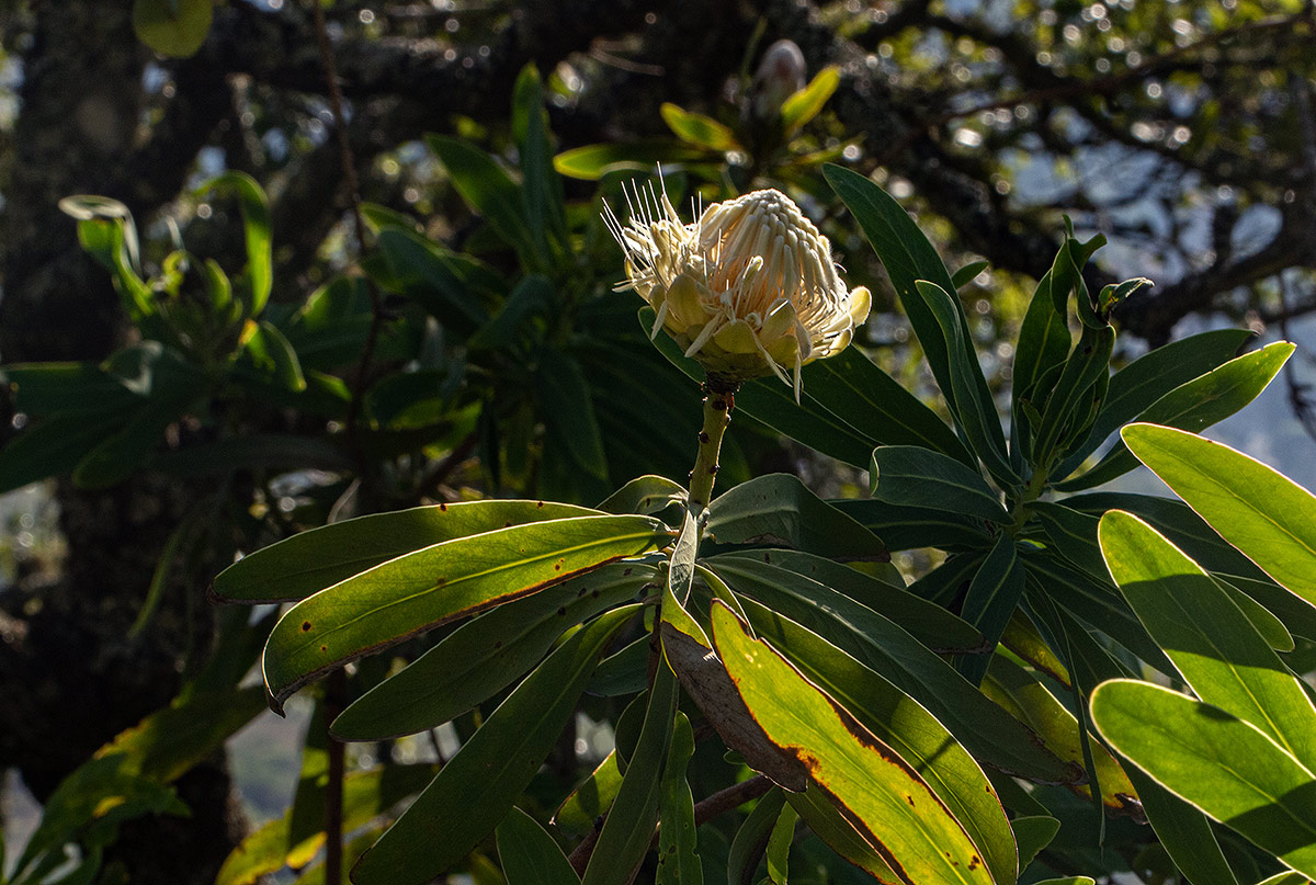 Protea gaguedi