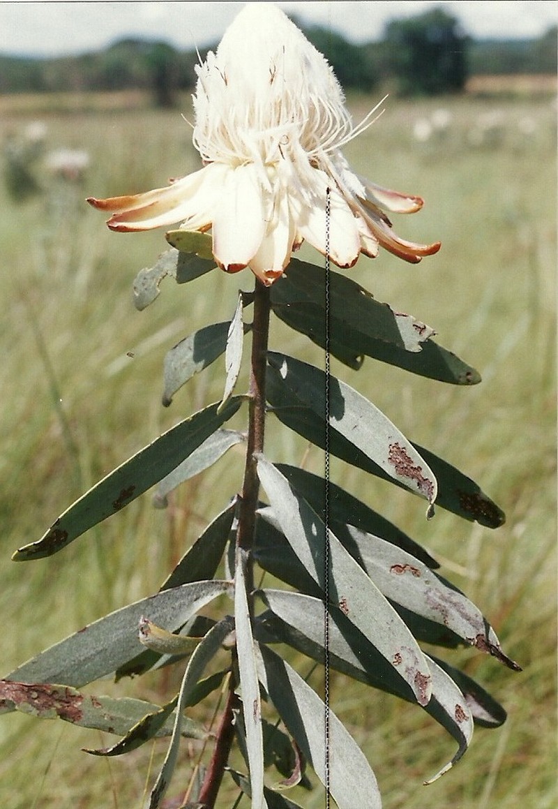 Protea welwitschii
