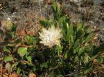 Protea wentzeliana